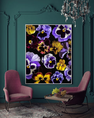 "Helen Bankers" "Photographer" "Helen Bankers Photographer" "Photography" "Photographic Art" "Still life" "Female Artist" "Auckland" "New Zealand" "Floral Art" "Artwork" "Flowers" "Botanical" "Home Decor" "Interior Design" "Pansy"