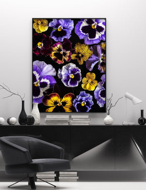 "Helen Bankers" "Photographer" "Helen Bankers Photographer" "Photography" "Photographic Art" "Still life" "Female Artist" "Auckland" "New Zealand" "Floral Art" "Artwork" "Flowers" "Botanical" "Home Decor" "Interior Design" "Pansy"