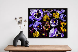 "Helen Bankers" "Photographer" "Helen Bankers Photographer" "Photography" "Photographic Art" "Still life" "Female Artist" "Auckland" "New Zealand" "Floral Art" "Artwork" "Flowers" "Botanical" "Home Decor" "Interior Design" "Pansy"