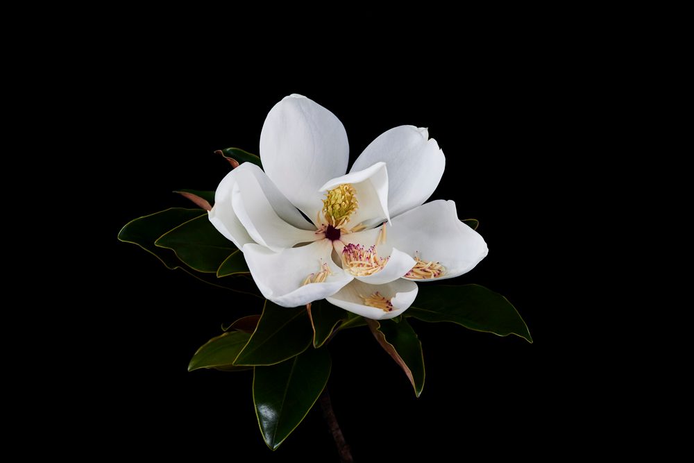 The Masters - Magnolia | Helen Bankers Photography