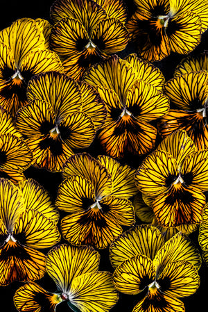 "Helen Bankers" "Photographer" "Helen Bankers Photographer" "Photography" "Photographic Art" "Still life" "Female Artist" "Auckland" "New Zealand" "Floral Art" "Artwork" "Flowers" "Botanical" "Home Decor" "Interior Design" "Yellow"