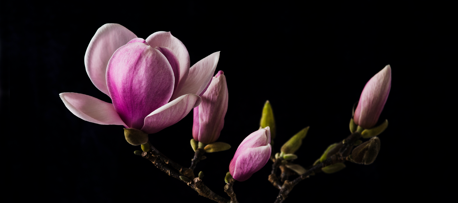 #Shop All Pink Magnolia by Helen Bankers