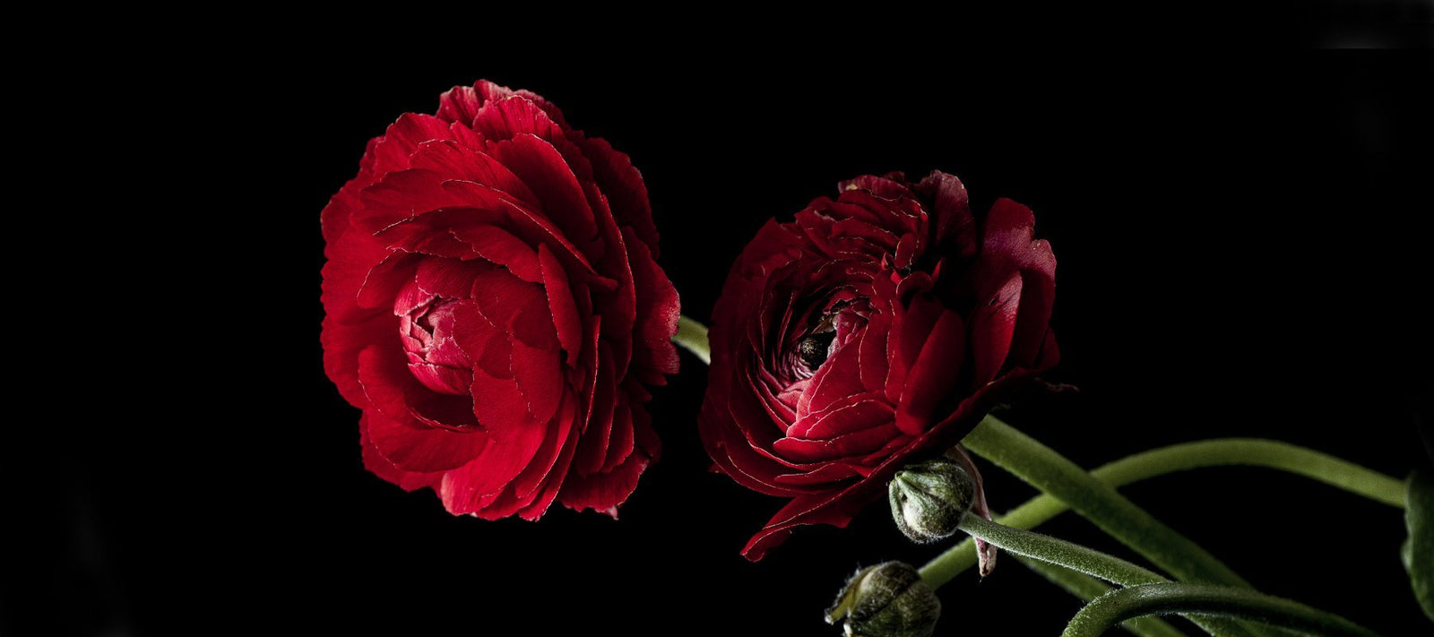 #Collector Editions Red Rouge Rood by Helen Bankers