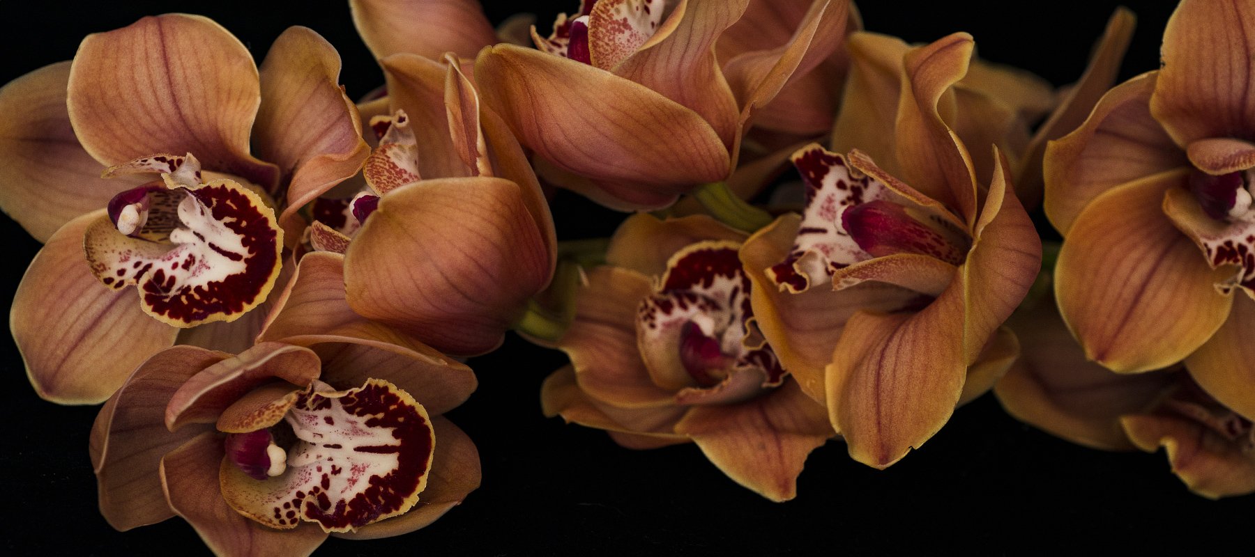 #The Renaissance Series Cymbidium Orchid by Helen Bankers