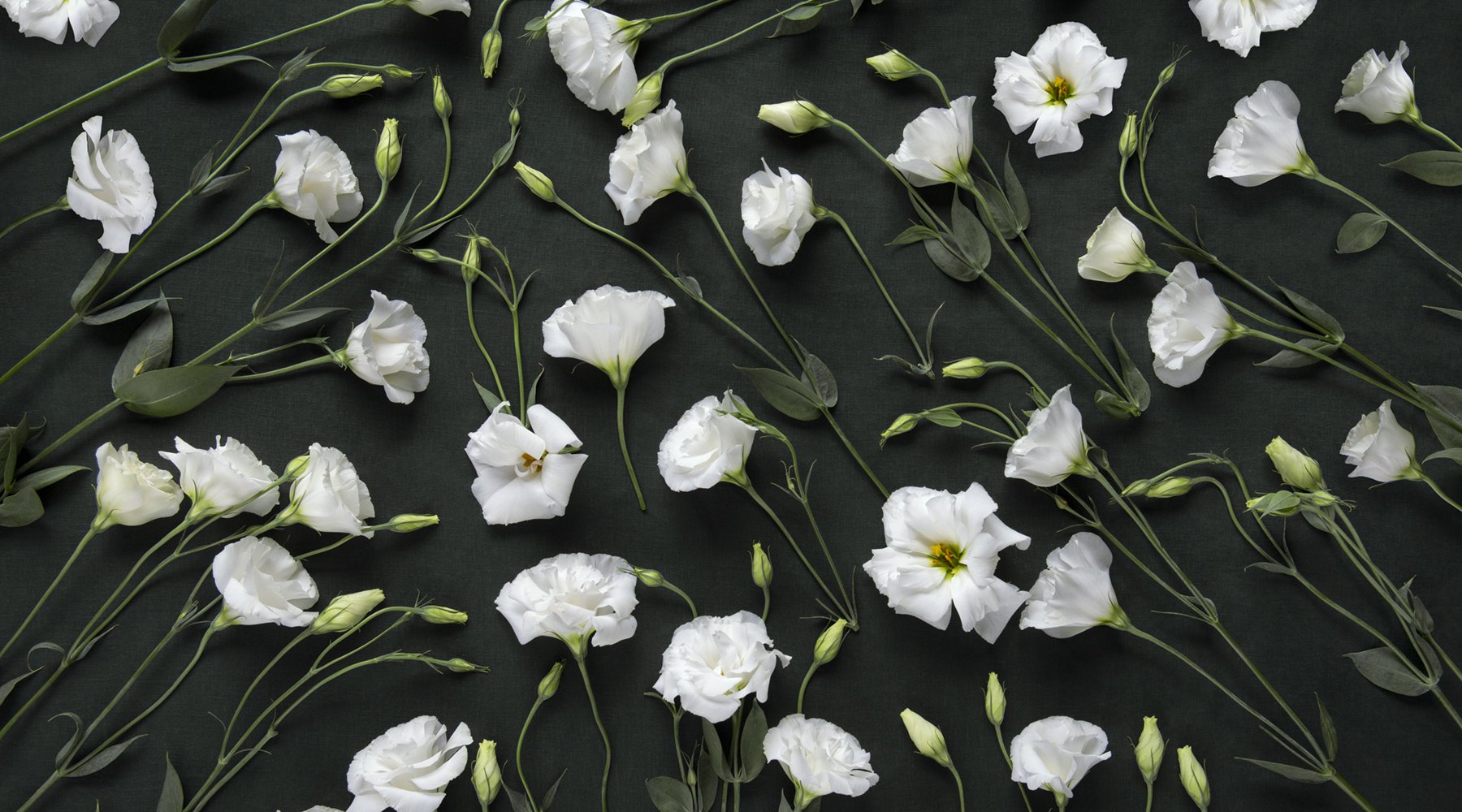 #HB Pillowcases Green Lisianthus by Helen Bankers