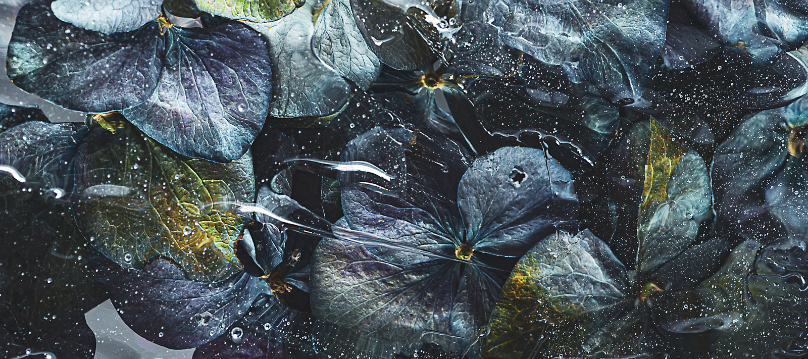 #The Lightbox Series Blue Hydrangeas by Helen Bankers