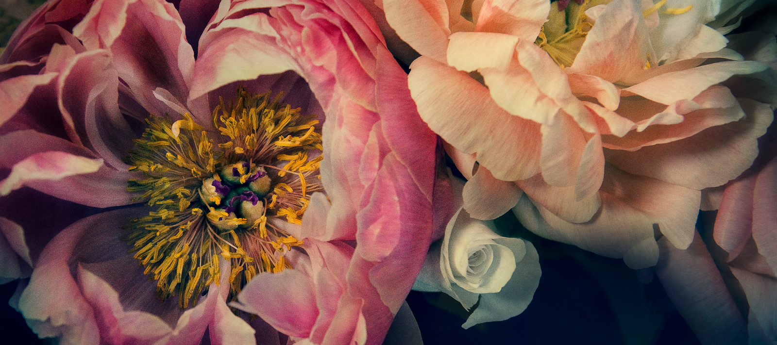 #The Masters Series Peonies by Helen Bankers