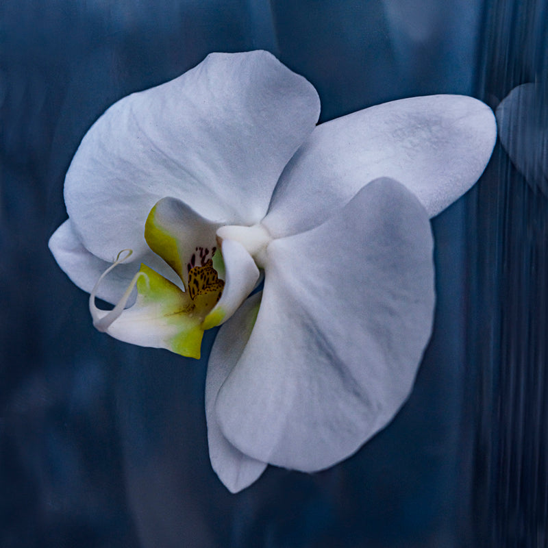 Helen Bankers Atlantis Series