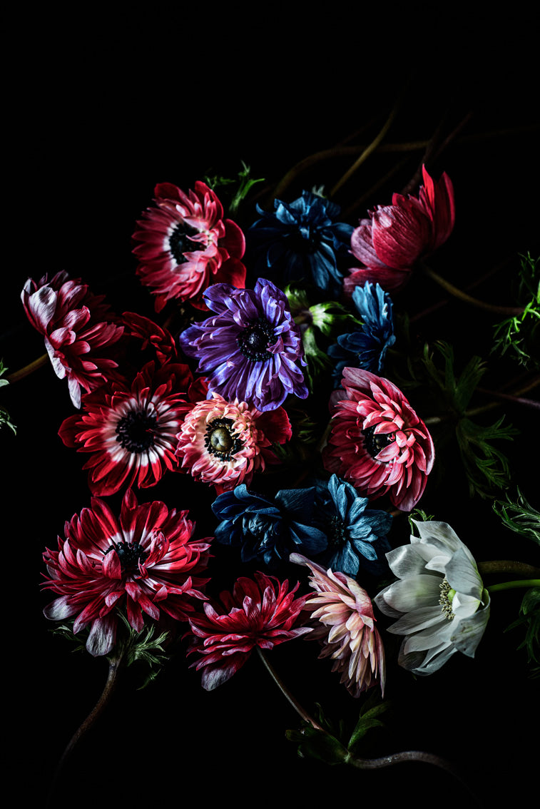 "Helen Bankers" "Photographer" "Anemones" "Helen Bankers Photographer" "Photography" "Photographic Art" "Still life" "Female Artist" "Auckland"  "New Zealand" "Floral Art" "Artwork" "Flowers" "Botanical" "Home Decor" "Interior Design"