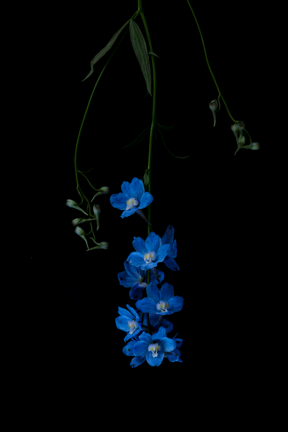 The Masters - Delphinium x Belladonna by Helen Bankers Photographer