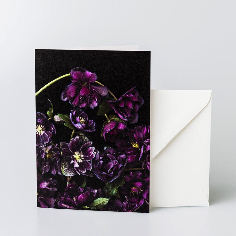 #HB Greeting Card Balck Hellebores