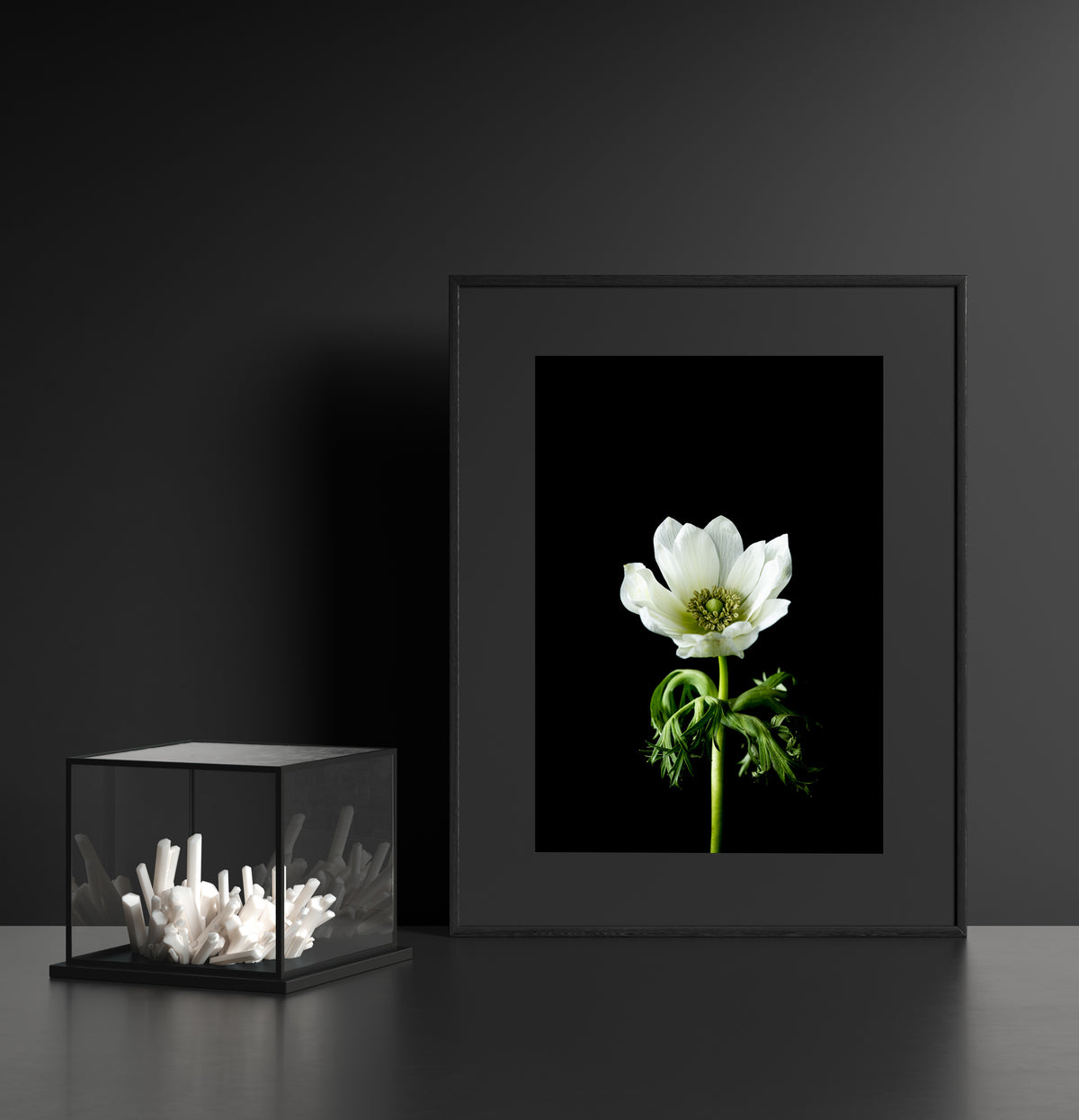 "Helen Bankers" "Photographer"  "Helen Bankers Photographer" "Photography" "Photographic Art" "Still life" "Female Artist" "Auckland"  "New Zealand" "Floral Art" "Artwork" "Flowers" "Botanical" "Home Decor" "Interior Design" "Anemone"