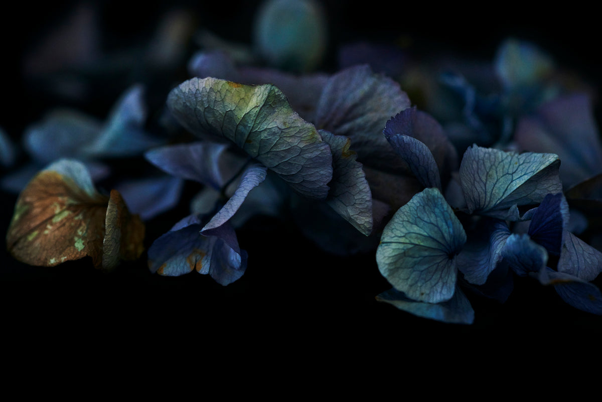 The Masters Breath & Whispers - Helen Bankers Photography