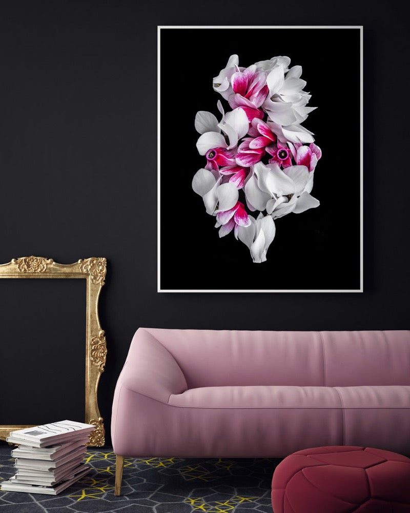 "Helen Bankers" "Photographer"  "Helen Bankers Photographer" "Photography" "Photographic Art" "Still life" "Female Artist" "Auckland"  "New Zealand" "Floral Art" "Artwork" "Flowers" "Botanical" "Home Decor" "Interior Design" "Cyclamen"