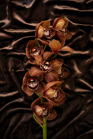 "Helen Bankers" "Photographer" "Cymbidium Orchid" "Orchid" "Helen Bankers Photographer" "Photography" "Photographic Art" "Still life" "Female Artist" "Auckland"  "New Zealand" "Floral Art" "Artwork" "Flowers" "Botanical" "Home Decor" "Interior Design"