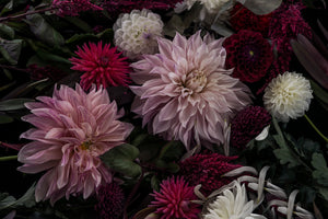 The Masters - Dark Dahlia by Helen Bankers Photographer