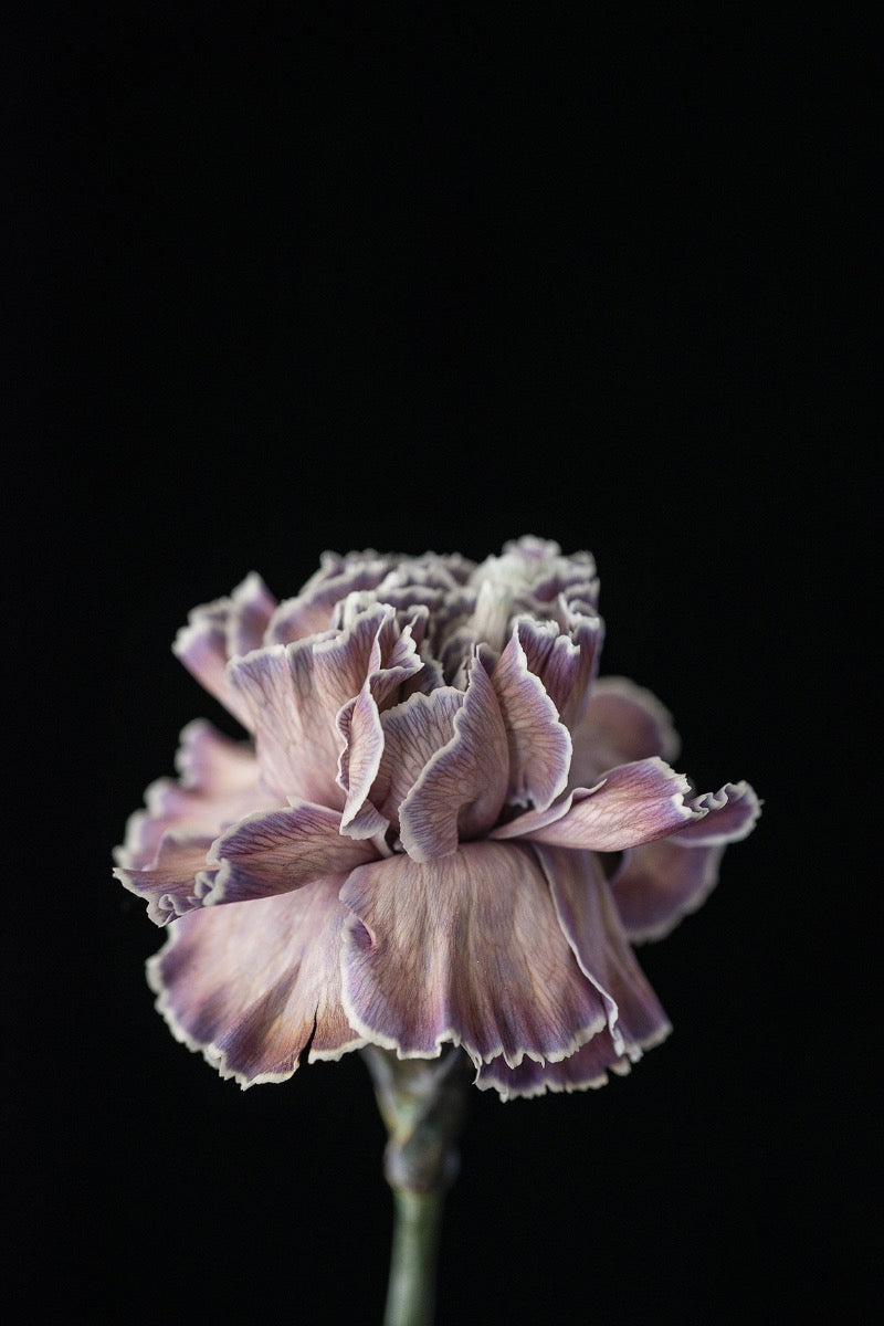 Double Carnation Greeting Card