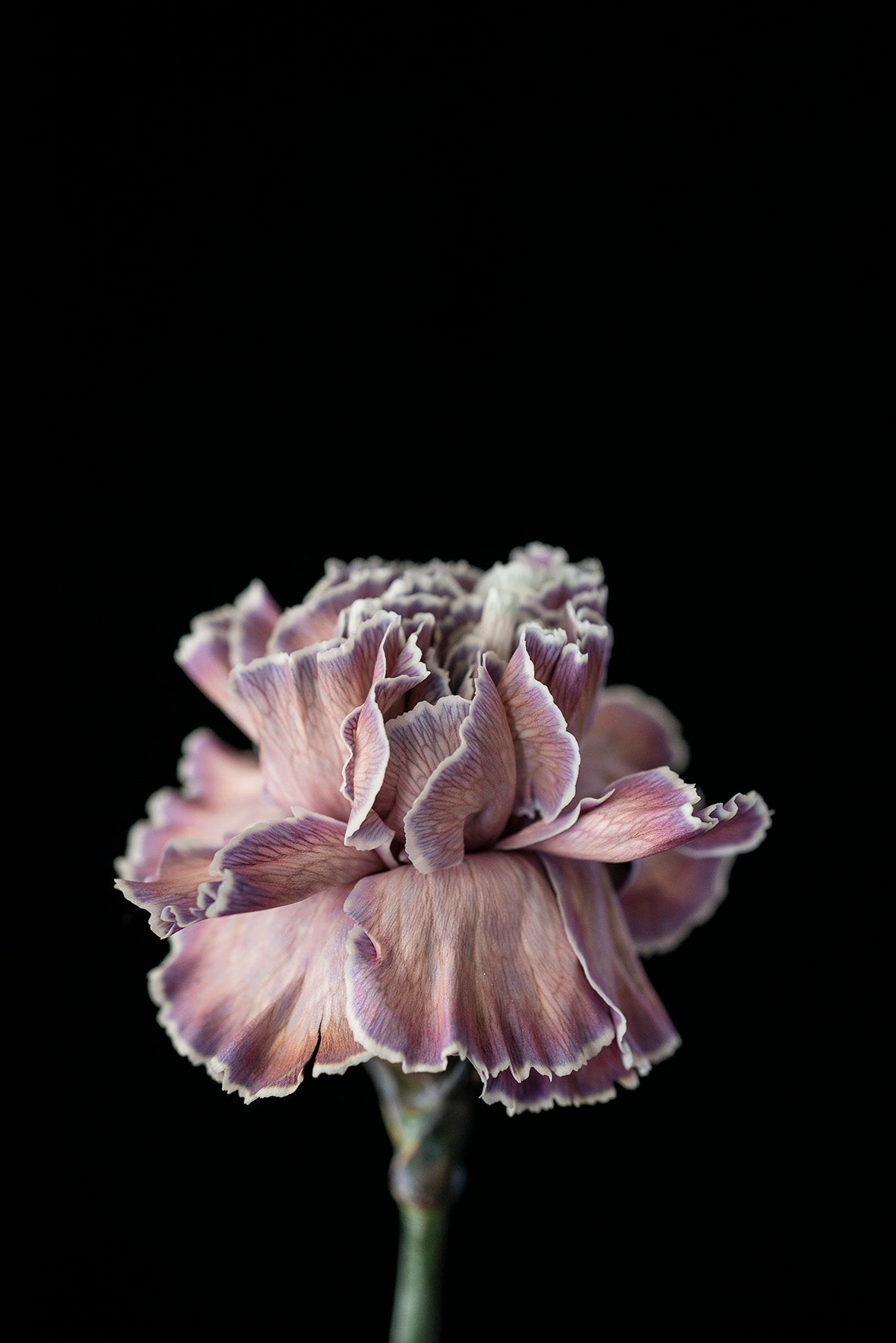 HB Collection of Floral Greeting Cards Set - mix of all 10 designs