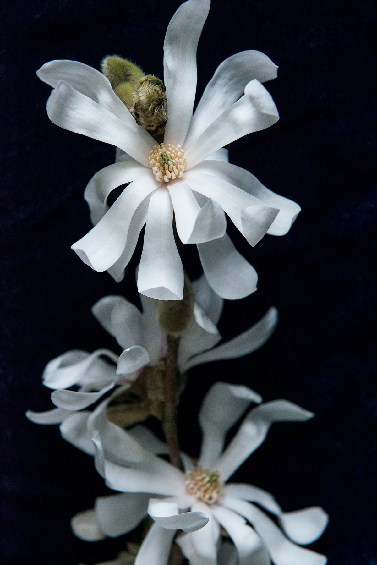 Star Magnolia Greeting Card