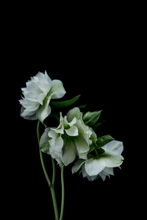 White Hellebores Greeting Card