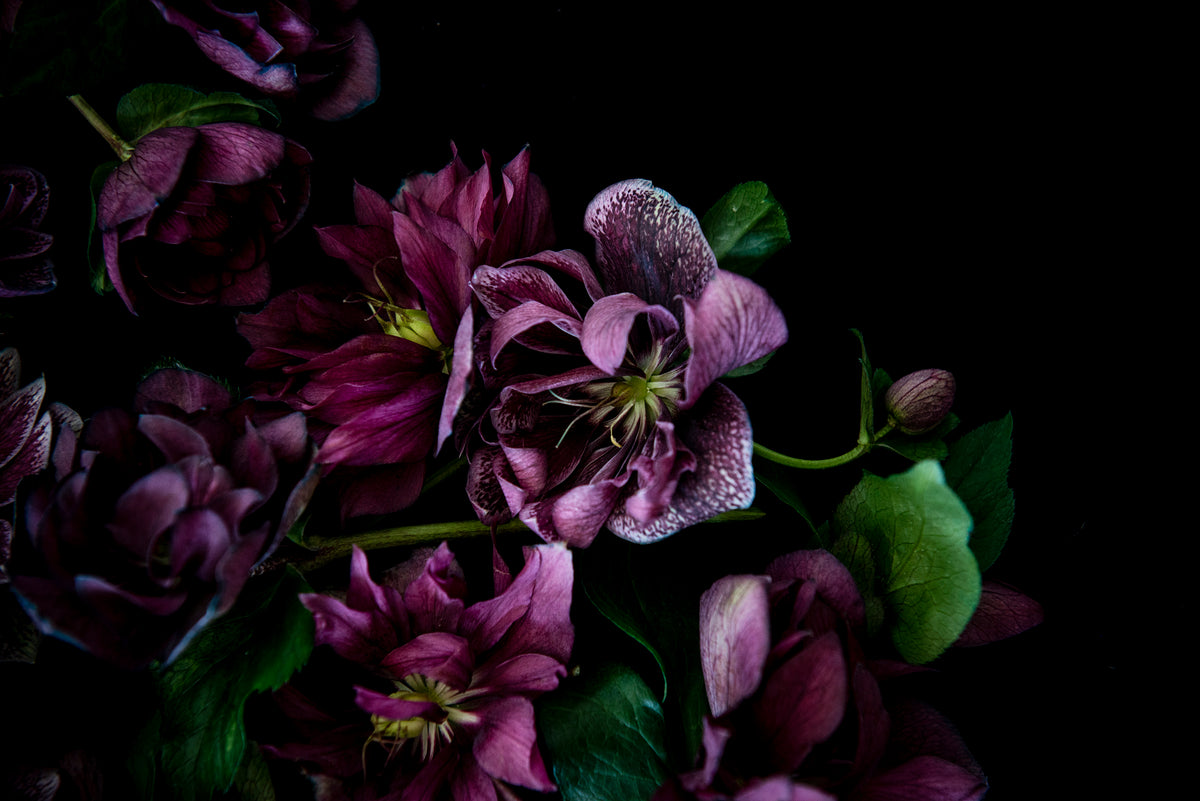 Hellebore Detail Greeting Card