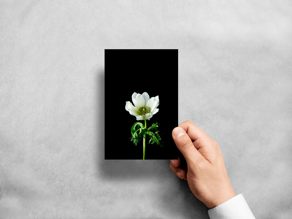 "Helen Bankers Visual Artist" "Greeting Cards" "Floral Cards" "Floral Art" "Anemone" "White Flower"