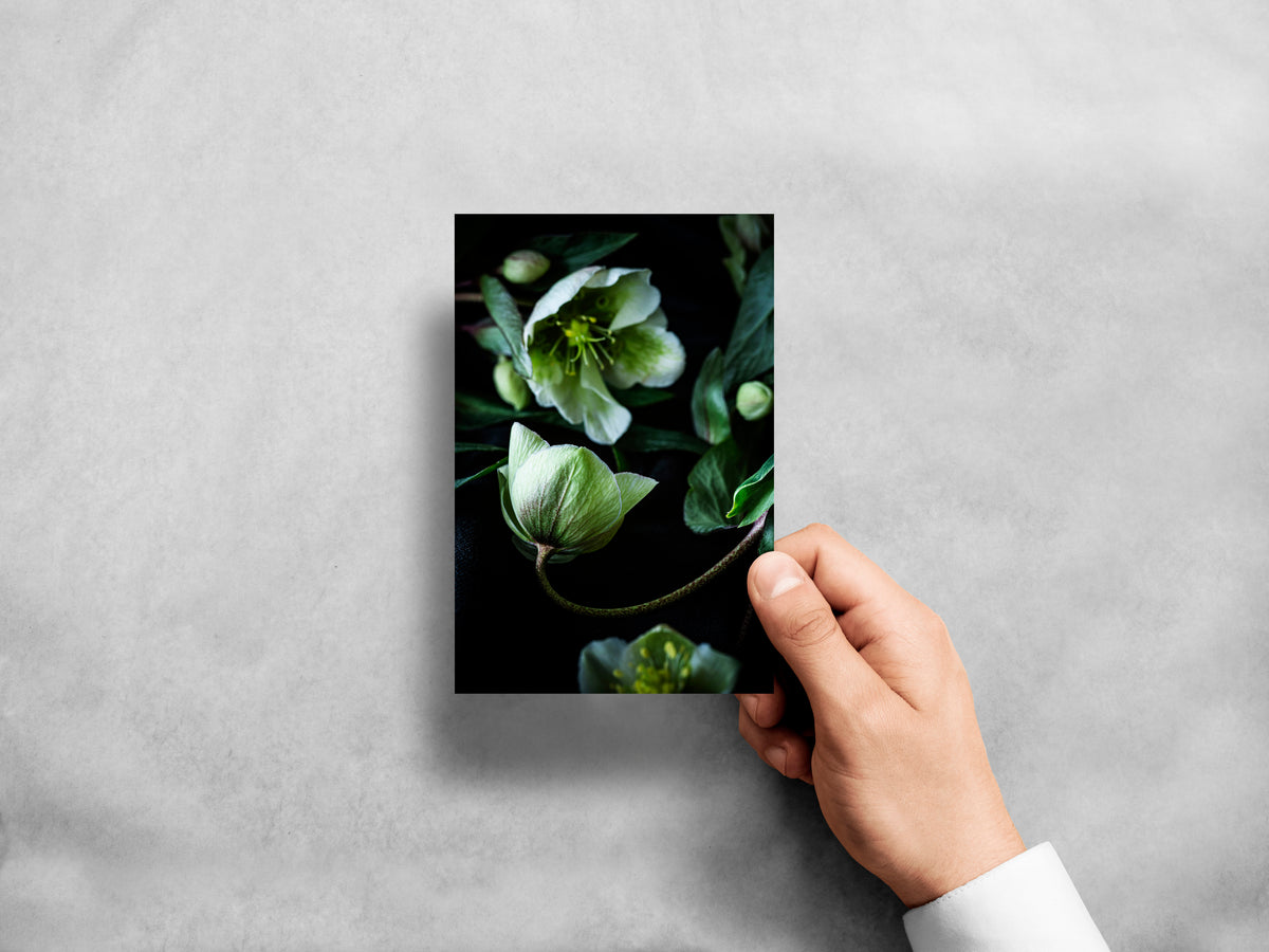 "Helen Bankers Visual Artist" "Greeting Cards" "Floral Cards" "Floral Art"  "White Hellebores" "Flowers"