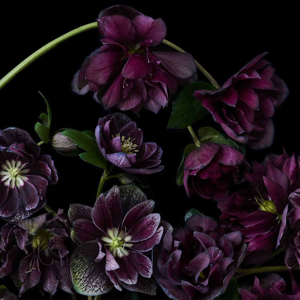 HB Greeting Card Black Hellebores