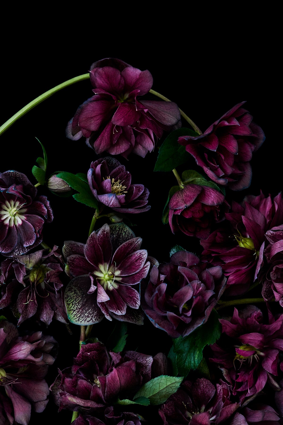 HB Collection of Floral Greeting Cards Set - mix of all 10 designs