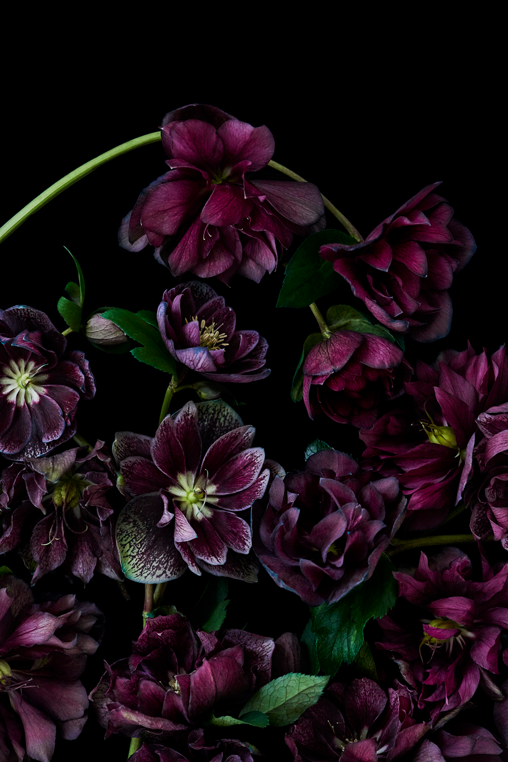 The Masters - Hellebores | Helen Bankers Photography