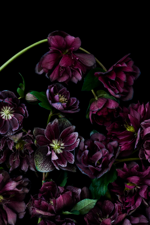 The Masters - Hellebores | Helen Bankers Photography