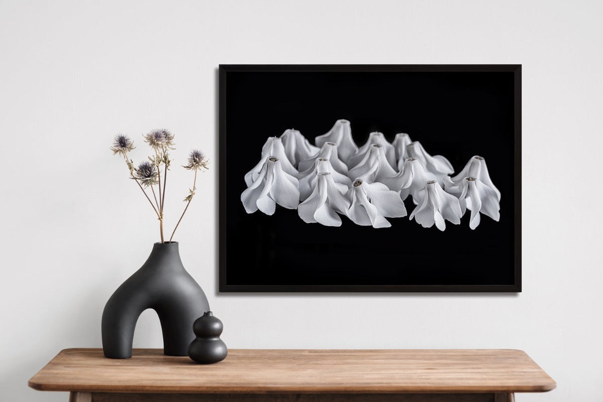 "Helen Bankers" "Photographer"  "Helen Bankers Photographer" "Photography" "Photographic Art" "Still life" "Female Artist" "Auckland"  "New Zealand" "Floral Art" "Artwork" "Flowers" "Botanical" "Home Decor" "Interior Design" "Sculpture" "Cyclamen"