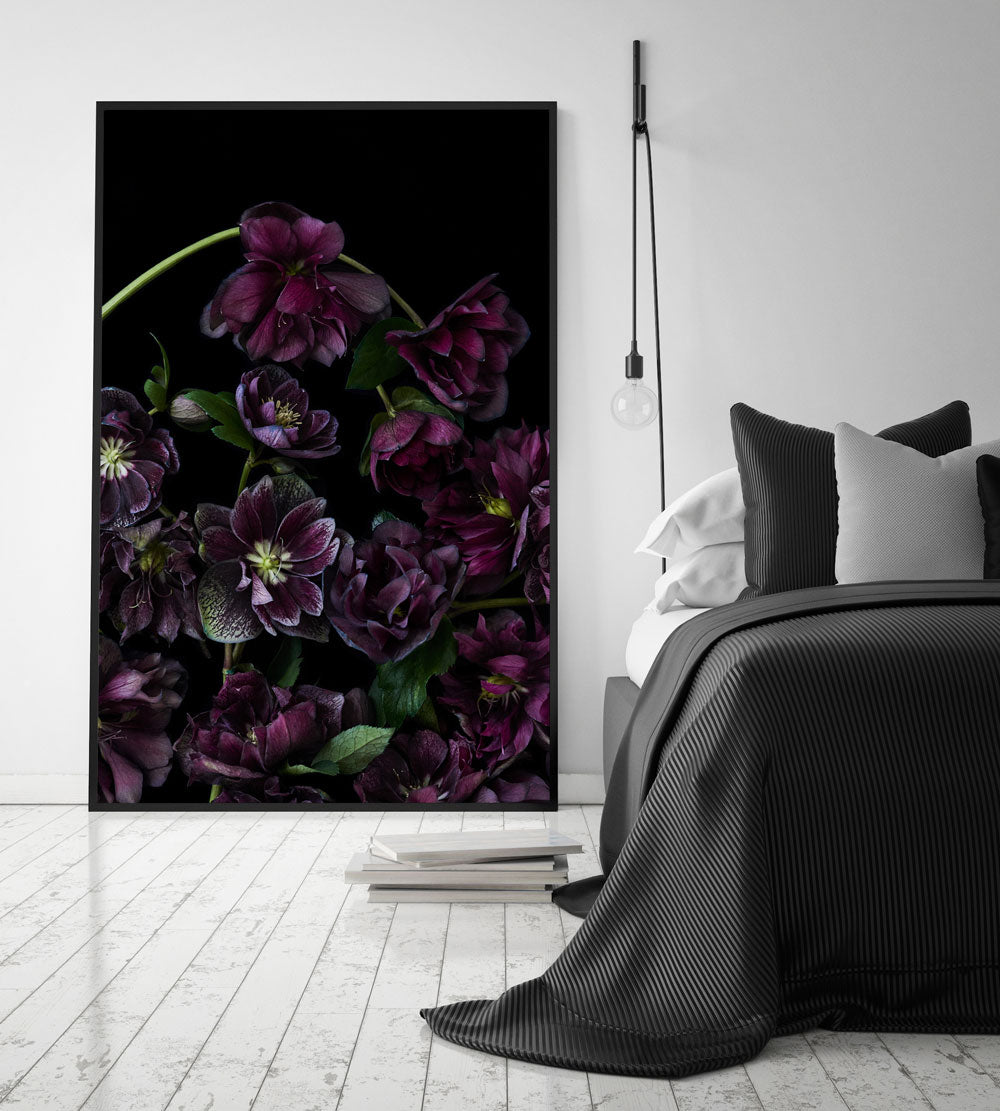 The Masters - Hellebores | Helen Bankers Photography