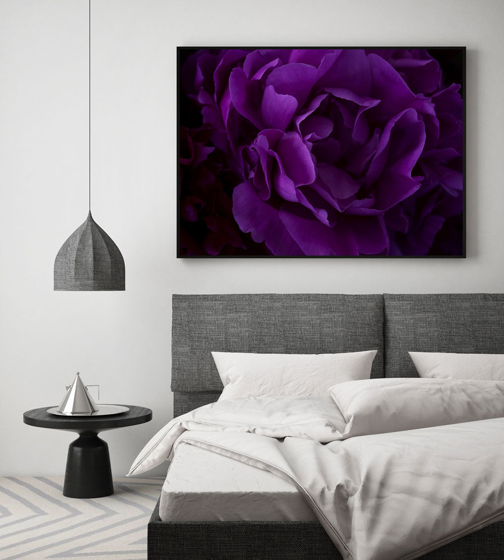 The Masters - Peony | Helen Bankers Photography