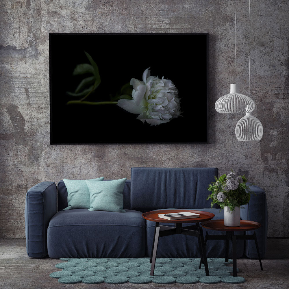 The Masters - Sole Peony | Helen Bankers Photography