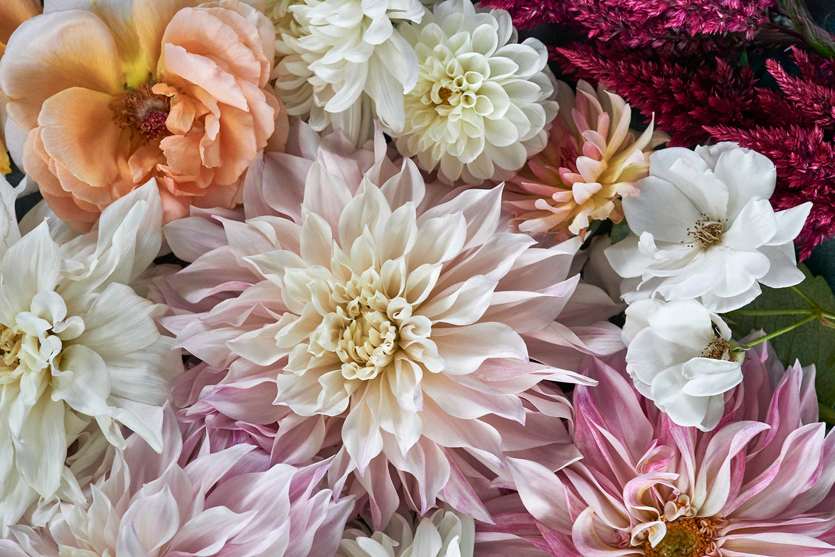 "Helen Bankers" "Photographer" "Helen Bankers Photographer" "Photography" "Photographic Art" "Still life" "Female Artist" "Auckland" "New Zealand" "Floral Art" "Artwork" "Flowers" "Botanical" "Home Decor" "Interior Design" "Dahlia"