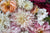 "Helen Bankers" "Photographer" "Helen Bankers Photographer" "Photography" "Photographic Art" "Still life" "Female Artist" "Auckland" "New Zealand" "Floral Art" "Artwork" "Flowers" "Botanical" "Home Decor" "Interior Design" "Dahlia"
