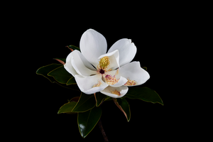 The Masters - Magnolia | Helen Bankers Photography