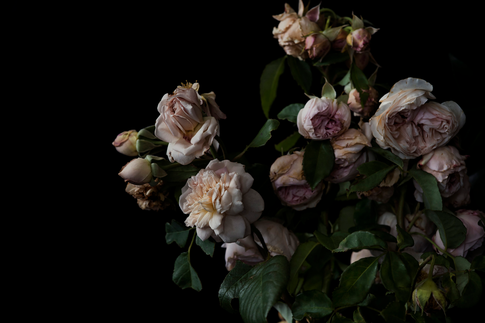 The Masters - Country Roses by Helen Bankers Photography