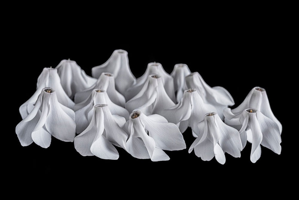 "Helen Bankers" "Photographer"  "Helen Bankers Photographer" "Photography" "Photographic Art" "Still life" "Female Artist" "Auckland"  "New Zealand" "Floral Art" "Artwork" "Flowers" "Botanical" "Home Decor" "Interior Design" "Sculpture" "Cyclamen"