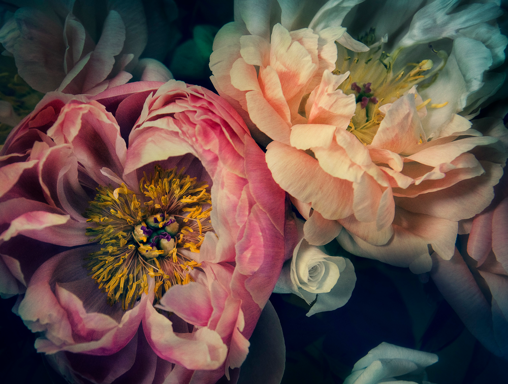 "Helen Bankers" "Photographer" "Helen Bankers Photographer" "Photography" "Photographic Art" "Still life" "Female Artist" "Auckland" "New Zealand" "Floral Art" "Artwork" "Flowers" "Botanical" "Home Decor" "Interior Design" "Peonies" "Helen Bankers Photography"