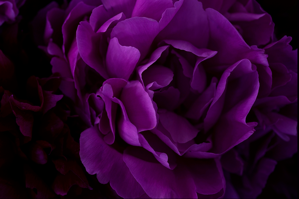 The Masters - Peony | Helen Bankers Photography