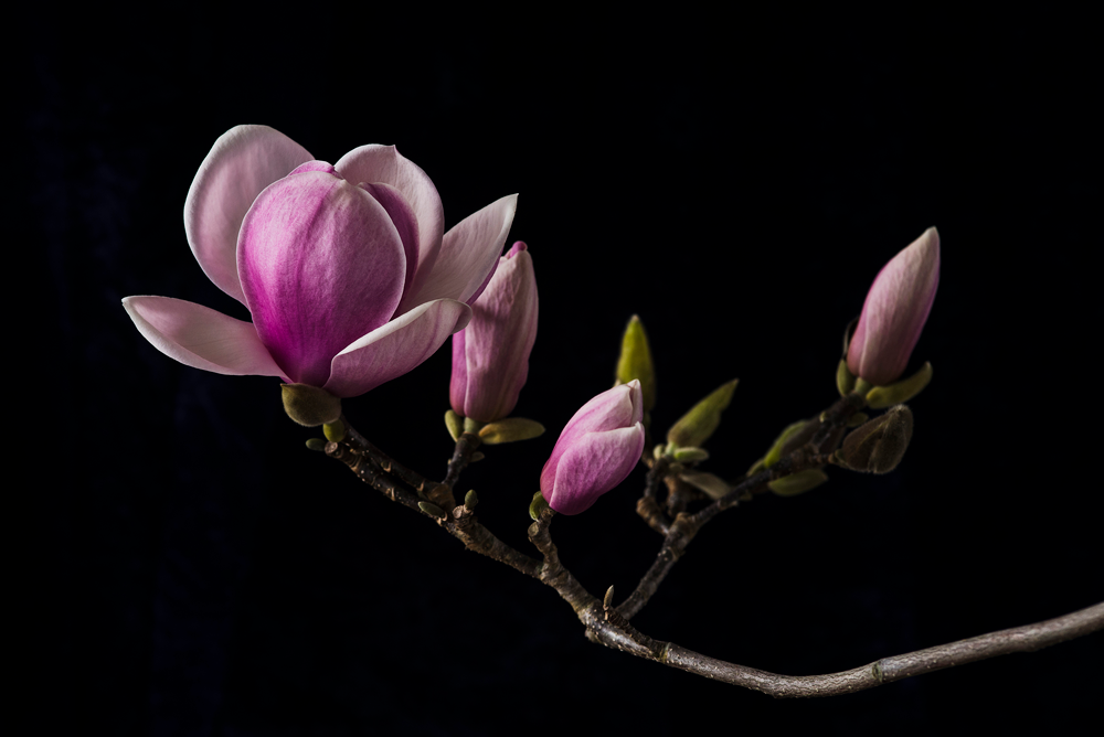 The Masters - Pink Magnolia | Helen Bankers Photography 