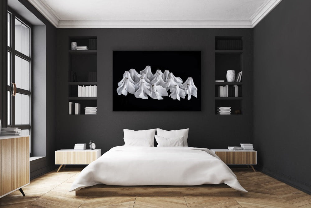 "Helen Bankers" "Photographer"  "Helen Bankers Photographer" "Photography" "Photographic Art" "Still life" "Female Artist" "Auckland"  "New Zealand" "Floral Art" "Artwork" "Flowers" "Botanical" "Home Decor" "Interior Design" "Sculpture" "Cyclamen"