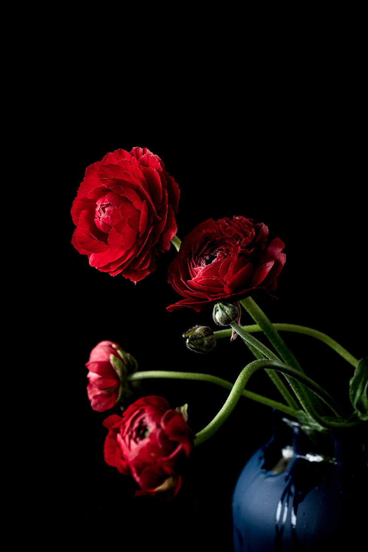 "Renaissance Series" "Red Rouge Rood" "The Renaissance" "Still Life" "Helen Bankers" "Photographer" "Still life" "Helen Bankers Photographer" "Photography" "Photographic Art" "Still life" "Female Artist" "Auckland" "New Zealand" "Floral Art" "Artwork" "Flowers" "Botanical" "Home Decor" "Interior Design" "Renaissance" "NZ Made"