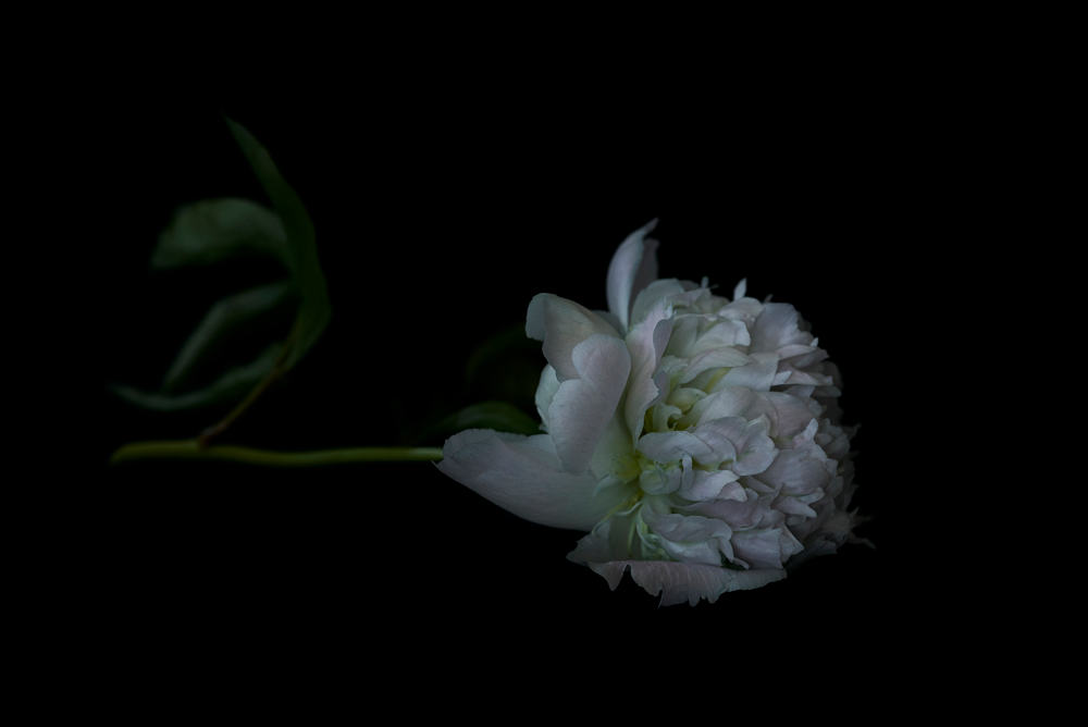 The Masters - Sole Peony | Helen Bankers Photography