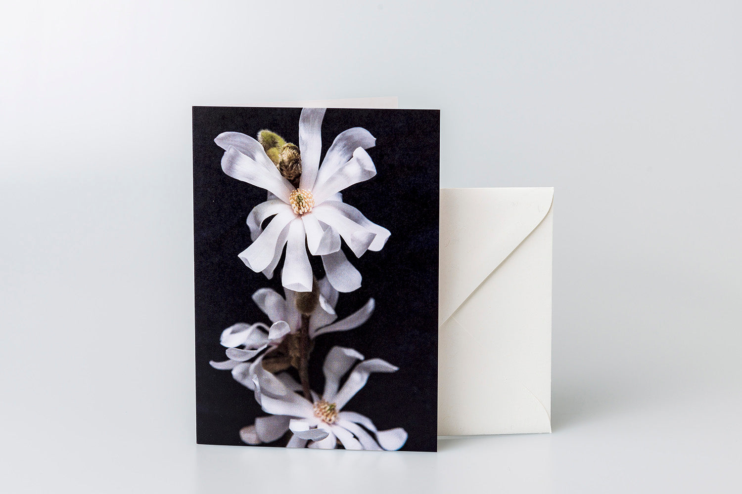 Star Magnolia Greeting Card