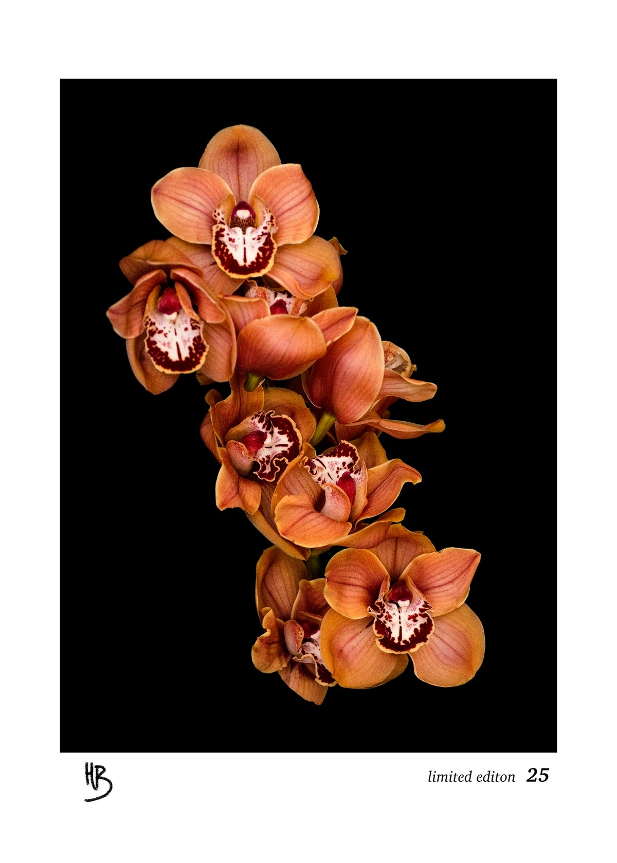 "botanicals" "fabric art" "linen" "linen tea towel" "art" "edition" "artist edition" "cymbidium" "Floral" "Flowers" "orchid" "flower art" "limited edition" "Helen Bankers" "Artist" "Photographer"