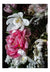 "Helen Bankers" "Photographer" "Still life" "Helen Bankers Photographer" "Photography" "Photographic Art" "Still life" "Female Artist" "Auckland" "New Zealand" "Floral Art" "Artwork" "Flowers" "Botanical" "Home Decor" "Interior Design" "Tulip" "Renaissance" "NZ Made"