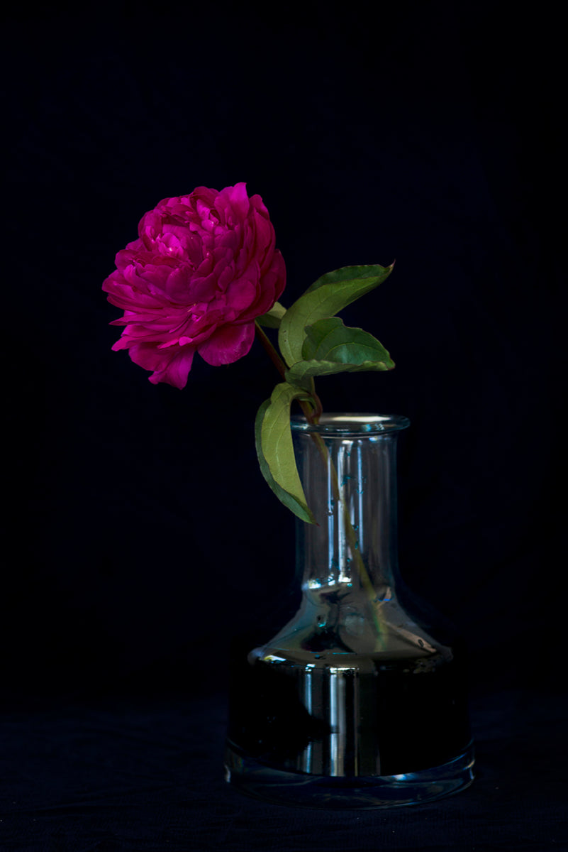 Crimson Peony by Helen Bankers